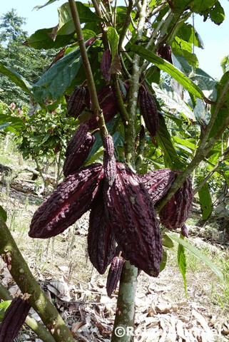 Kakao Ein-Jahres Silanche in Ecuador