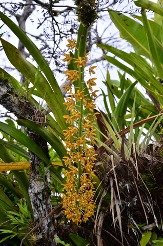 Orchidee Sp im Nationalpark Cuyabeno, Ecuador