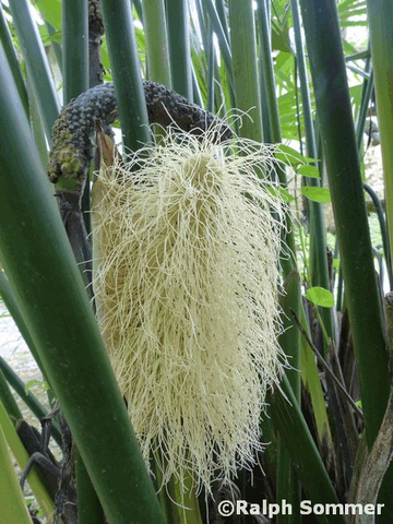 Samenkolben Carludovica palmata Ecuador