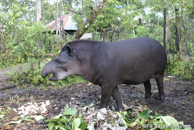 Tapir Futterstelle in Ecuador