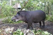 Tapir Futterstelle in Ecuador