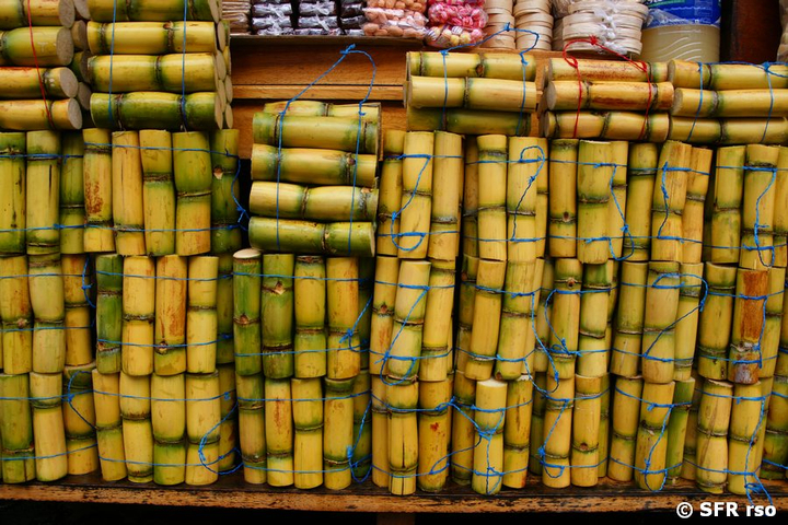 Zuckerrohr klein verpackt in Ecuador
