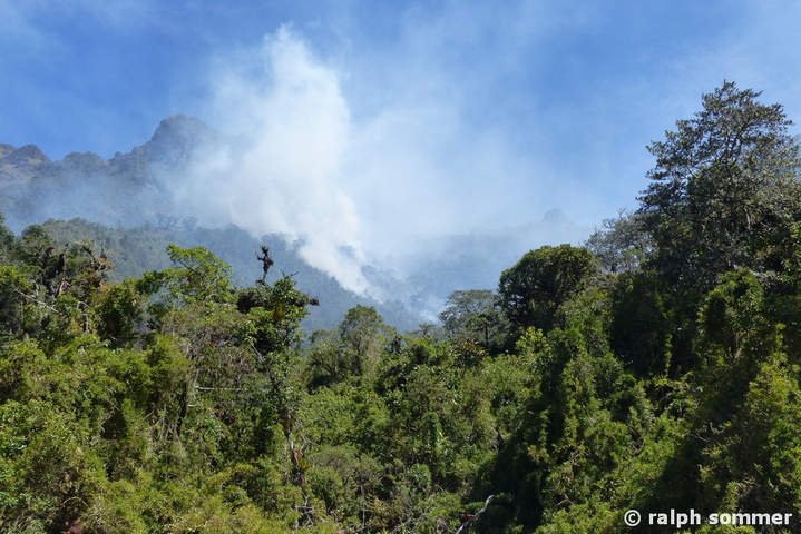 Bergnebelwald mit Pichincha Vulkan in Mindo in Ecuador
