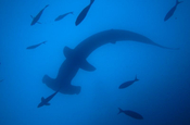 Hammerhai beim Tauchen vor den Galápagos Inseln