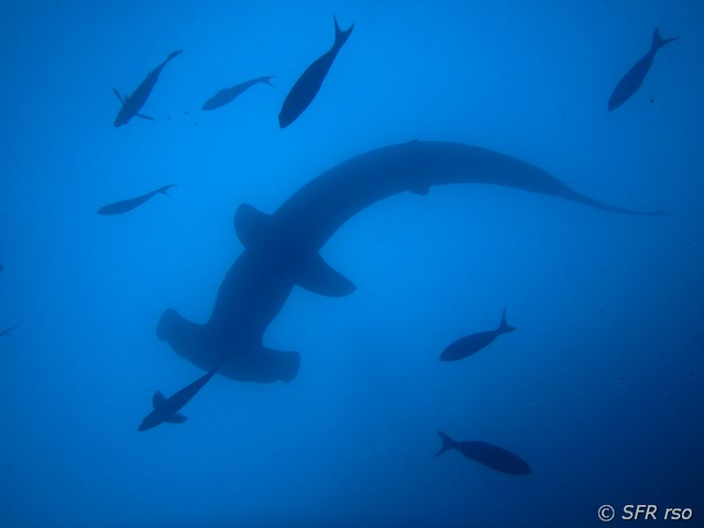 Hammerhai beim Tauchen vor den Galápagos Inseln
