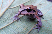 Leptodactylus in Ecuador