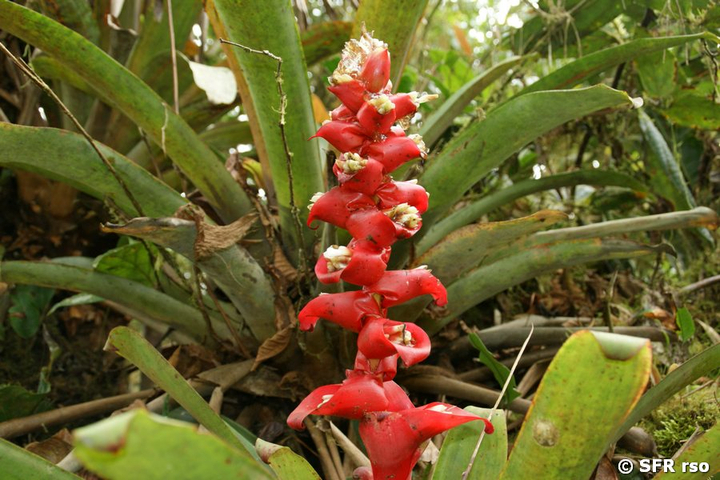 Aechmea hoppii in Ecuador