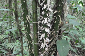 Astrocaryum chambira in Ecuador