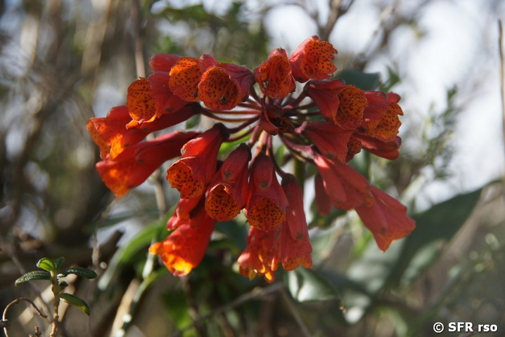 Rote Bomarea caldasii Blüte in Ecuador