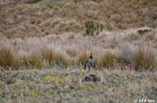 Caracara Greifvogel Antisana in Ecuador