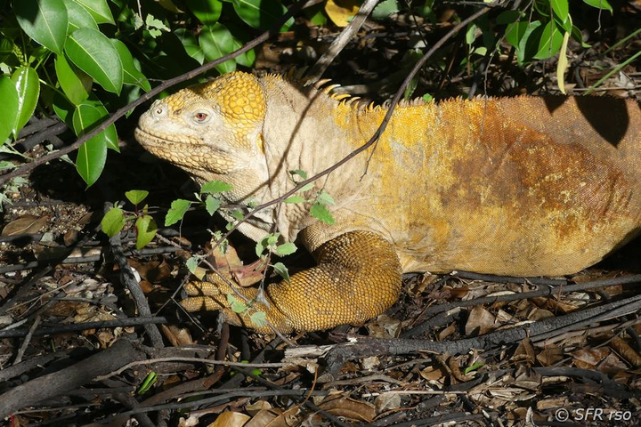 Drusenkopf Conolophus subcristatus Tagus Cove Galapagos