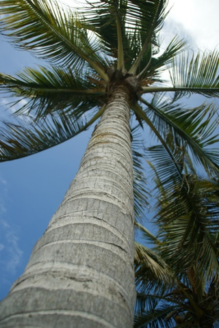 Hoher Stamm einer Kokospalme in Ecuador