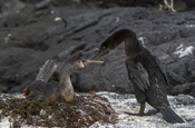 Flugunfähiger Kormoran in Nest, Galapagos