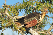 Hoatzin auf Baum in Ecuador
