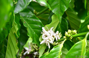 Kaffeeblüte in Ecuador
