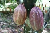 Kakao Frucht in Ecuador