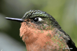 tyrian metaltail Kolibri