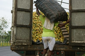 Mararcuya Früchte werden auf LKW beladen, Ecuador