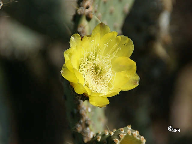 Opuntienblüte Ecuador