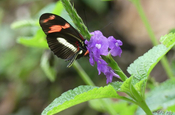 Heliconius Schmetterling im Nationalpark Sumaco in Ecuador