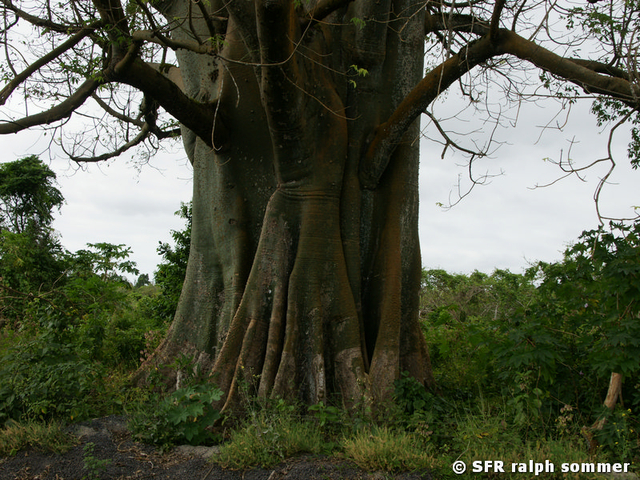 Kapokbaum Ceiba pentandra Galapagos