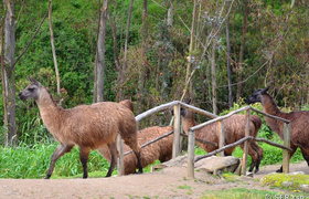Lamas in Ingapirca