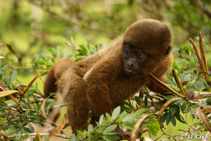 Wollaffe Baby in Ecuador