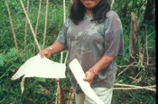 Zoila geschälte Maniok, Ecuador