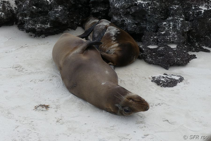 Seelöwen in Puerto Chino, Galapagos