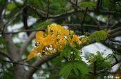 Flammenbaum Delonix Regia Blüten gelb Galapagos