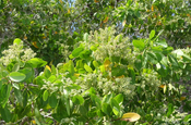 Rote Mangrove Blueten Galapagos