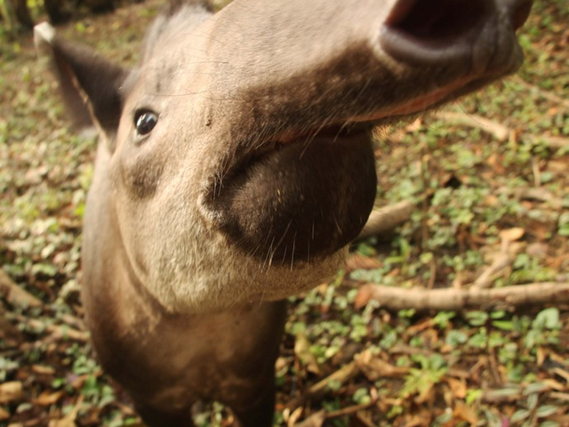 Baby Tapir Tapirus Bairdii in Ecuador