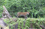 Jaguar am Rio Napo in Ecuador