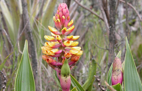 Orchidee (elleanthus)