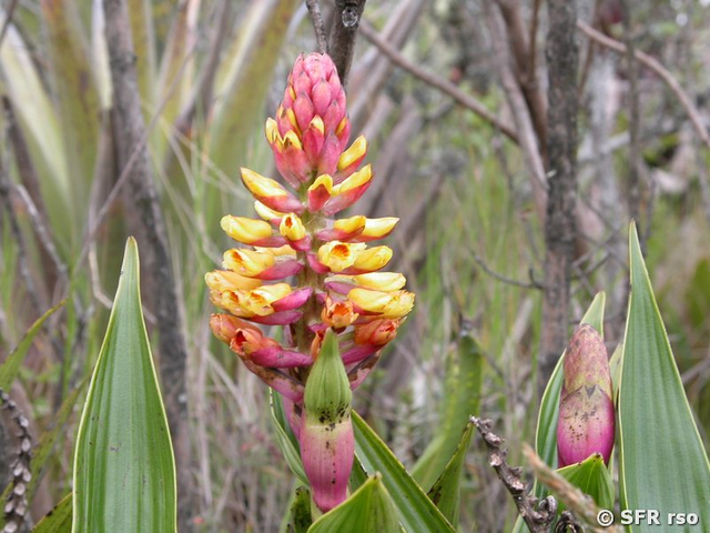 Orchidee (elleanthus)