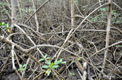 Mangrovenwald Stelzwurzeln in Ecuador