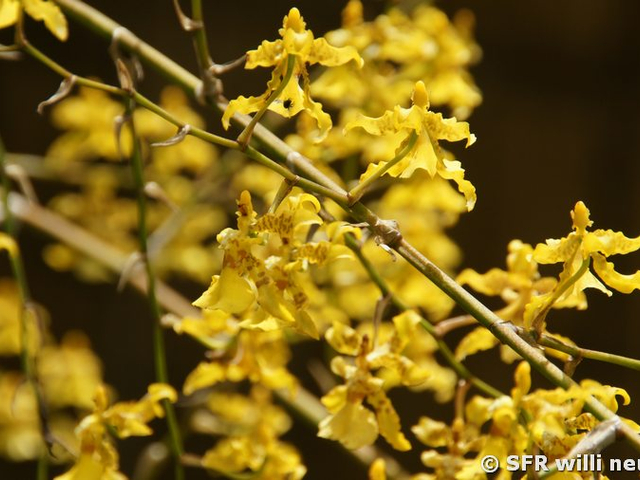 Orchideen
