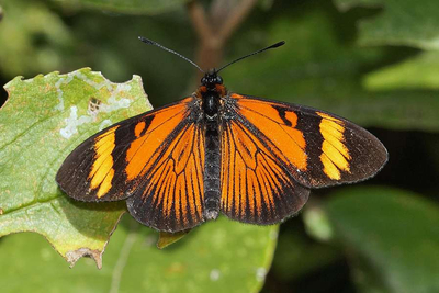 Actinote Pellenea Condor Machay Ecuador