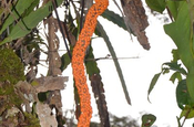 Fruchtstand Araceae in Ecuador