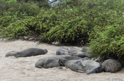 Seelöwe Zalophus wollebaeki im Sand San Cristobal Galapagos