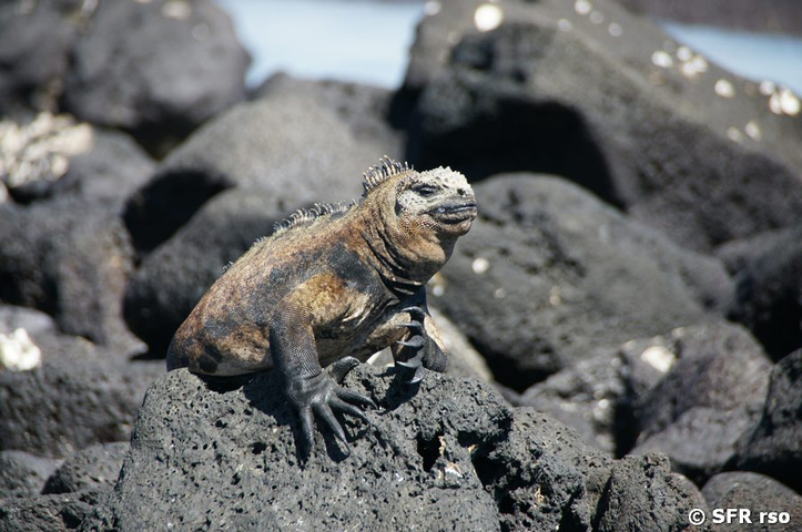 Meerechse auf Lavasteinen, Galapagos