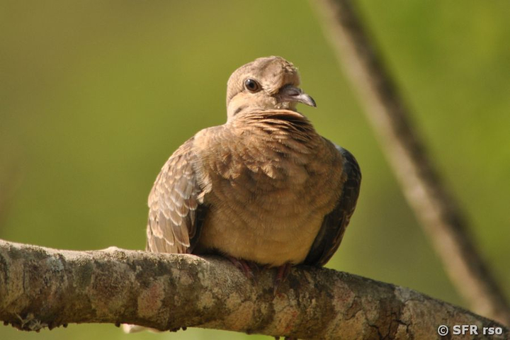 Ohrflecktaube auf Ast im Nationalpark Machalilla in Ecuador