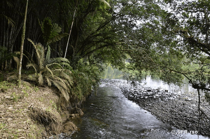 Río Palenque Ufer, Ecuador