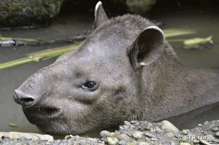 Tapir schwimmend in Ecuador