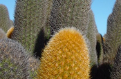 Lava Kaktus Brachycereus nesioticus Nahaufnahme Galapagos