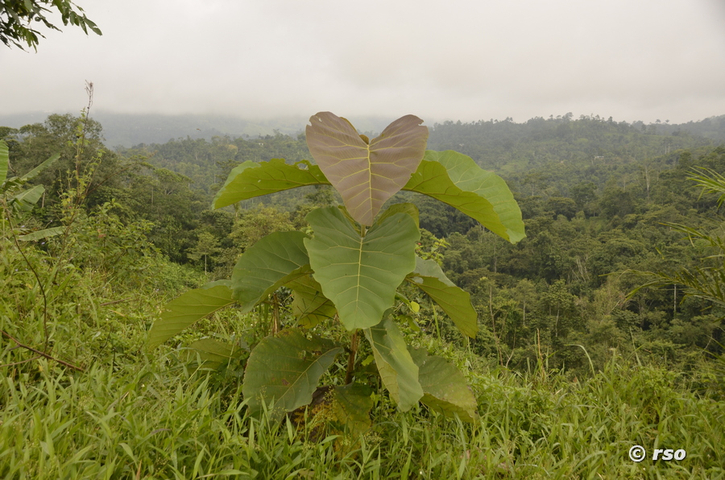 Acht Monate alte Teakbäume, Ecuador