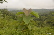 Acht Monate alte Teakbäume, Ecuador