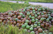 Kokosnüsse grün in Ecuador