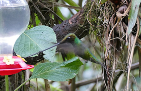 Kolibri-Feeder Guango Lodge