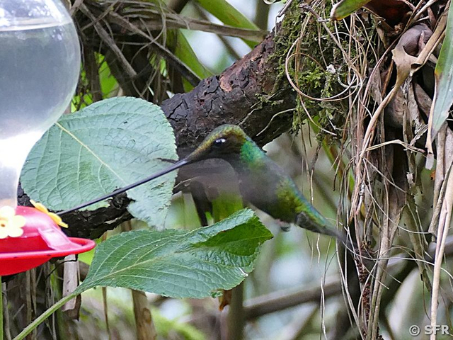 Kolibri-Feeder Guango Lodge
